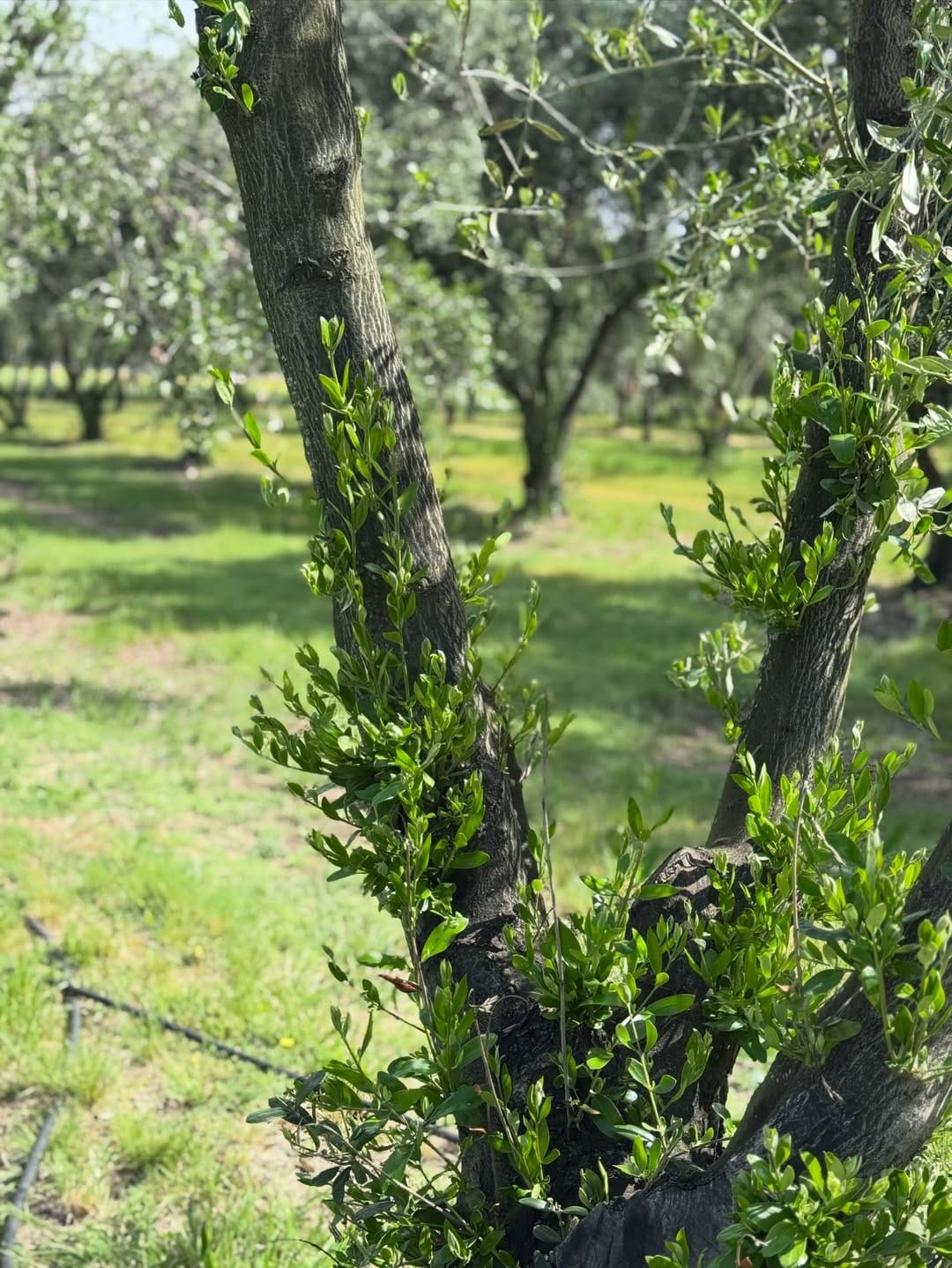 Epu Antu – vista del establecimiento