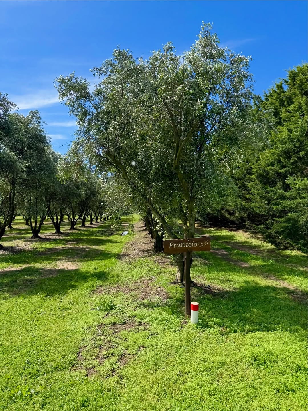 Epu Antu – cosecha de aceitunas