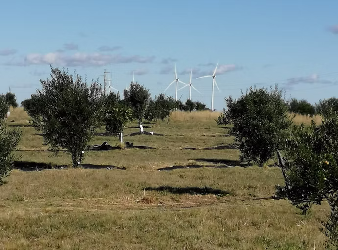 Olivos del Napostá – vista del predio